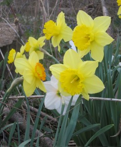 daffodil; StephanieRische.com