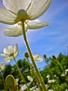 white flowers